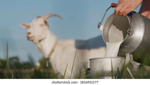 Goat Fresh Milk